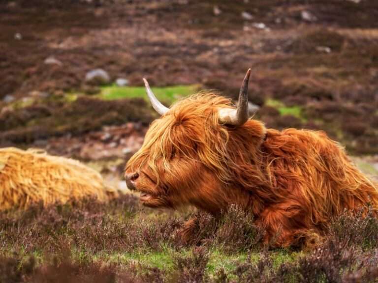 Highland Cattle - Grant Driving Tours - reviews