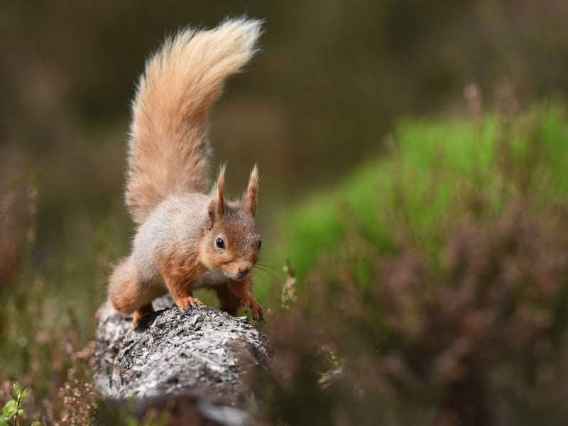 Red Squirrel - Grant Driving Tours - Cairngorm National Park