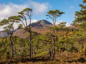 Glen Affric - Grant Driving Tours - Tours from Inverness